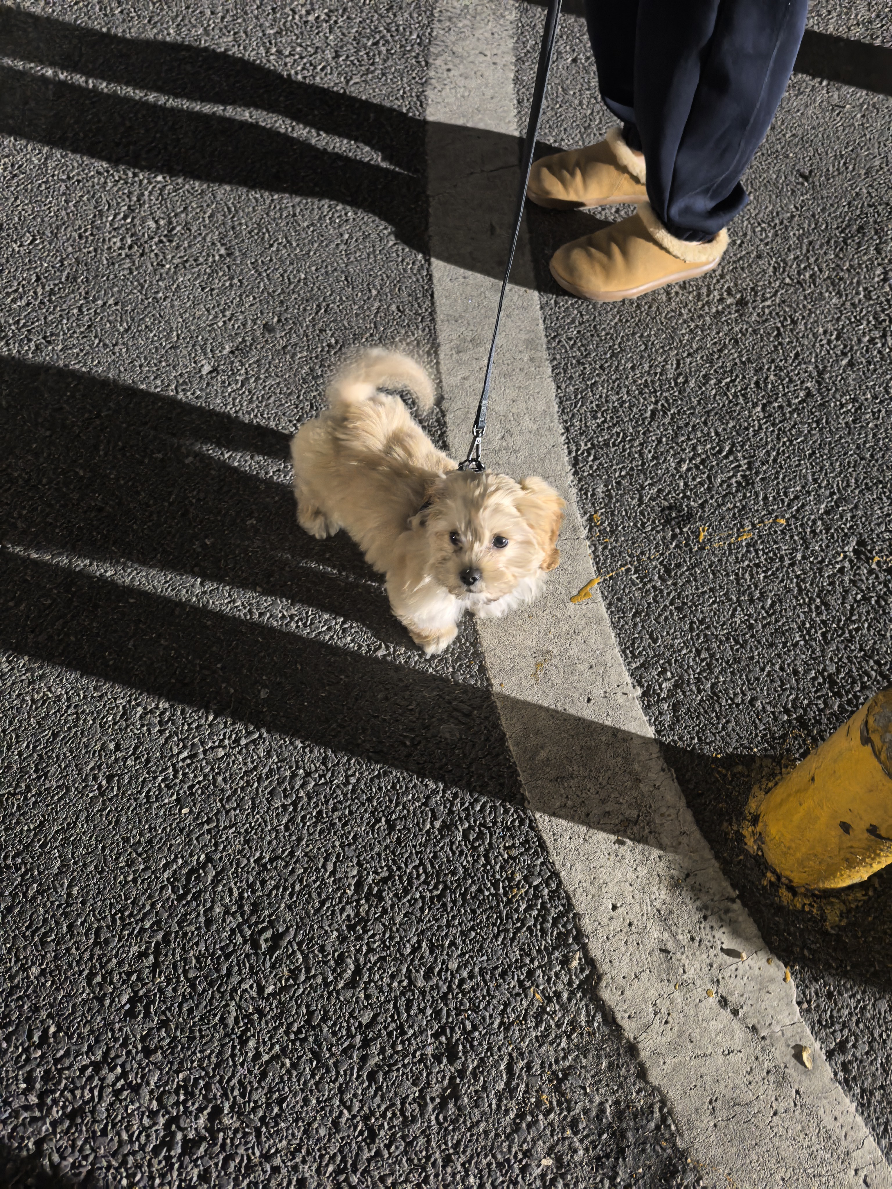 有人一起遛狗吗 🐶 - 图 2 共 2 张